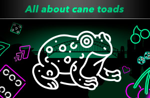 Australia is home to supersized cane toads and we're not sure what to think!